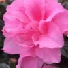 Autumn Carnation Encore Azalea - 7 Gallon Pot 2 Autumn Carnation Encore Azalea - 7 Gallon Pot -Plant Shop Encore Azalea Autumn Carnation 3 500x750 1