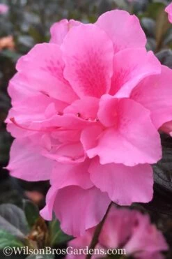 Autumn Carnation Encore Azalea - 6 Pack Of 1 Gallon Pots