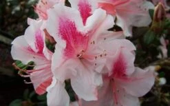 Autumn Chiffon Encore Azalea - 2 Gallon Pot -Plant Shop Encore Azalea Autumn Chiffon