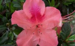 Autumn Coral Encore Azalea - 2 Gallon Pot -Plant Shop Encore Azalea Autumn Coral