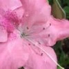 Autumn Debutante Encore Azalea - 6 Pack Of 1 Gallon Pots -Plant Shop Encore Azalea Autumn Debutante 500x750 3