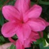Autumn Empress Encore Azalea - 1 Gallon Pot -Plant Shop Encore Azalea Autumn Empress 500x750 1