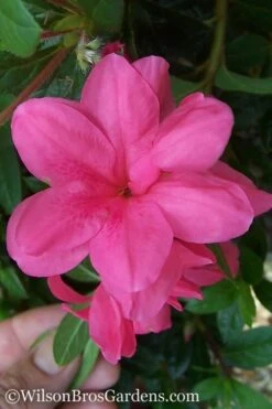 Autumn Empress Encore Azalea - 1 Gallon Pot