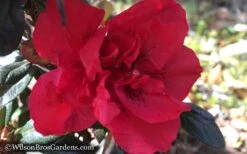 Autumn Fire Encore Azalea - 6 Pack Of 1 Gallon Pots 11 Autumn Fire Encore Azalea - 6 Pack Of 1 Gallon Pots -Plant Shop Encore Azalea Autumn Fire WB