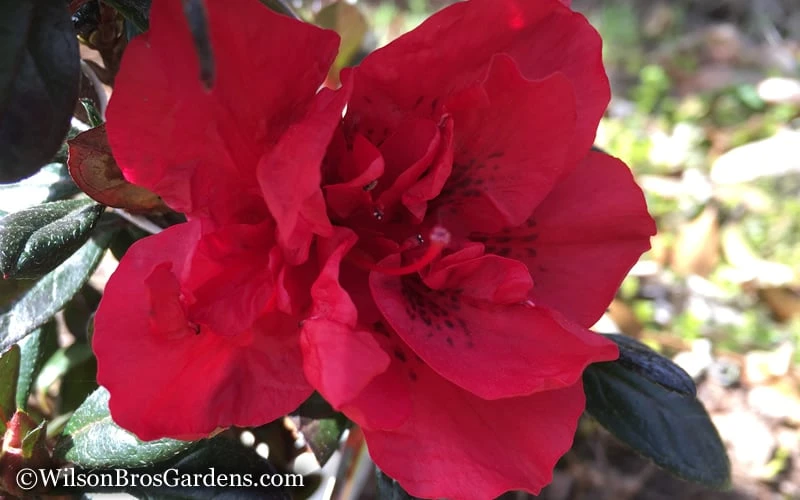 Autumn Fire Encore Azalea - 6 Pack Of 1 Gallon Pots 6 Autumn Fire Encore Azalea - 6 Pack Of 1 Gallon Pots - Image 4