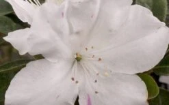 Autumn Lily Encore Azalea - 2 Gallon Pot -Plant Shop Encore Azalea Autumn Lily 4 50 2