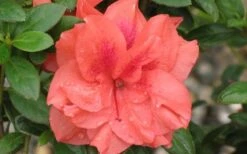 Autumn Monarch Encore Azalea - 2 Gallon Pot 9 Autumn Monarch Encore Azalea - 2 Gallon Pot -Plant Shop Encore Azalea Autumn Monarch 4 50