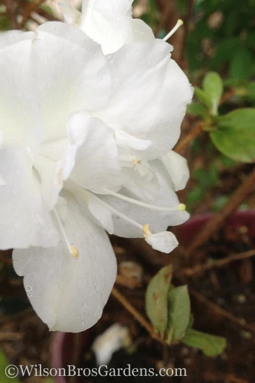 Autumn Moonlight Encore Azalea - 3 Gallon Pot 3 Autumn Moonlight Encore Azalea - 3 Gallon Pot