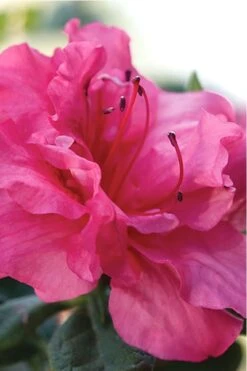 Autumn Rouge Encore Azalea - 3 Gallon Pot