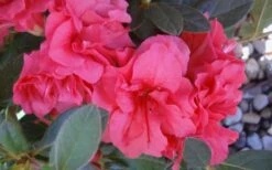 Autumn Rouge Encore Azalea - 3 Gallon Pot -Plant Shop Encore Azalea Autumn Rouge 5 1