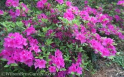 Autumn Royalty Encore Azalea - 2 Gallon Pot 9 Autumn Royalty Encore Azalea - 2 Gallon Pot -Plant Shop Encore Azalea Autumn Royalty 50