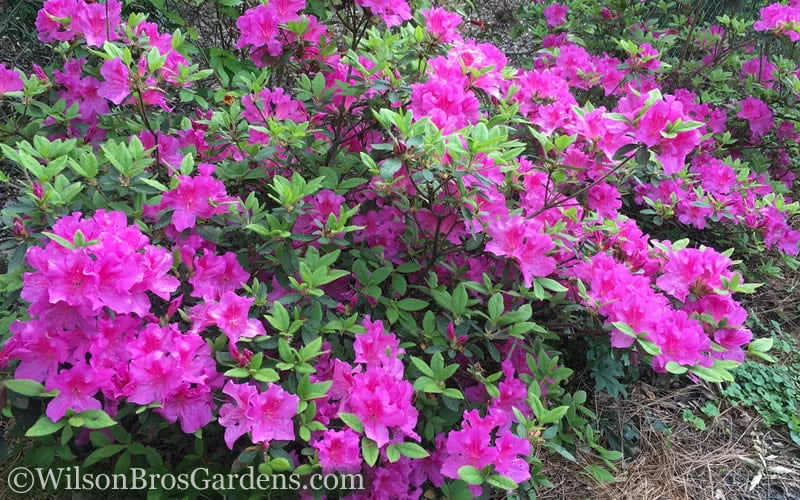 Autumn Royalty Encore Azalea - 2 Gallon Pot 6 Autumn Royalty Encore Azalea - 2 Gallon Pot - Image 4