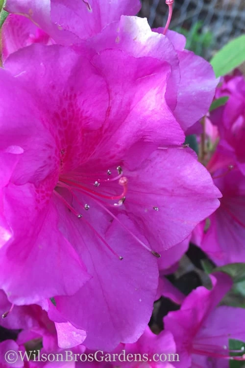 Autumn Royalty Encore Azalea - 2 Gallon Pot 3 Autumn Royalty Encore Azalea - 2 Gallon Pot