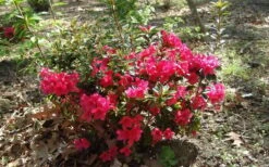 Autumn Ruby Encore Azalea - 1 Gallon Pot 11 Autumn Ruby Encore Azalea - 1 Gallon Pot -Plant Shop Encore Azalea Autumn Ruby 5