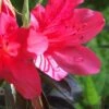 Autumn Ruby Encore Azalea - 6 Pack Of 1 Gallon Pots -Plant Shop Encore Azalea Autumn Ruby 500x750 2