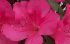 Autumn Sangria Encore Azalea - 1 Gallon Pot -Plant Shop Encore Azalea Autumn Sangria 5