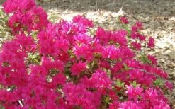 Autumn Sundance Encore Azalea - 6 Pack Of 1 Gallon Pots -Plant Shop Encore Azalea Autumn Sundance 50 2