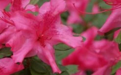 Autumn Sundance Encore Azalea - 6 Pack Of 1 Gallon Pots -Plant Shop Encore Azalea Autumn Sundance 51 2