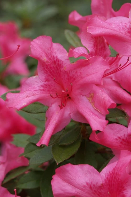 Autumn Sundance Encore Azalea - 3 Gallon Pot 3 Autumn Sundance Encore Azalea - 3 Gallon Pot