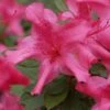 Autumn Sundance Encore Azalea - 6 Pack Of 1 Gallon Pots -Plant Shop Encore Azalea Autumn Sundance Rev 500x750 3