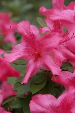 Autumn Sundance Encore Azalea - 6 Pack Of 1 Gallon Pots