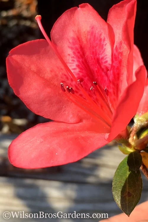 Autumn Sunset Encore Azalea - 2 Gallon Pot 3 Autumn Sunset Encore Azalea - 2 Gallon Pot