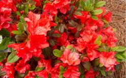 Autumn Sunset Encore Azalea - 6 Pack Of 1 Gallon Pots -Plant Shop Encore Azalea Autumn Sunset 5 1
