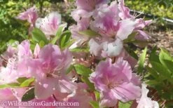 Autumn Sweetheart Encore Azalea - 6 Pack Of 1 Gallon Pots 9 Autumn Sweetheart Encore Azalea - 6 Pack Of 1 Gallon Pots -Plant Shop Encore Azalea Autumn Sweetheart 51