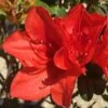 Autumn Bravo Encore Azalea - 3 Gallon Pot -Plant Shop Encore Azalea Autumn UNKNOWN 2 500x750 2