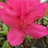 Autumn Carnival Encore Azalea - 2 Gallon Pot -Plant Shop Encore Azalea Autumn UNKNOWN 4 500x750 2