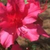 Autumn Sangria Encore Azalea - 6 Pack Of 1 Gallon Pots -Plant Shop Encore Azalea Autumn UNKNOWN 500x750 2