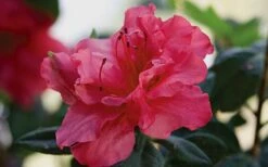 Autumn Rouge Encore Azalea - 3 Gallon Pot -Plant Shop Encore Azalea Autumn20Rouge 1