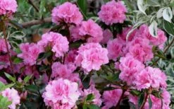 Autumn Carnation Encore Azalea - 6 Pack Of 1 Gallon Pots -Plant Shop Encore Azalea Carnation 1 3