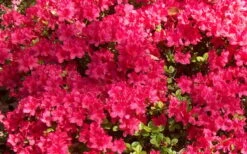 Autumn Cheer Encore Azalea - 3 Gallon Pot 9 Autumn Cheer Encore Azalea - 3 Gallon Pot -Plant Shop Encore Azalea Cheer 1