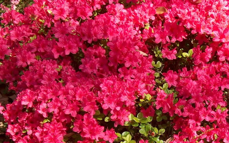 Autumn Cheer Encore Azalea - 3 Gallon Pot 6 Autumn Cheer Encore Azalea - 3 Gallon Pot - Image 4