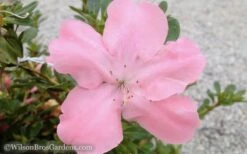 Autumn Debutante Encore Azalea - 3 Gallon Pot -Plant Shop Encore Azalea Debutante 3 50 3