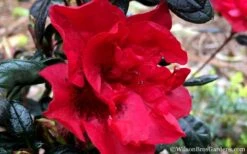 Autumn Fire Encore Azalea - 6 Pack Of 1 Gallon Pots 13 Autumn Fire Encore Azalea - 6 Pack Of 1 Gallon Pots -Plant Shop Encore Azalea Fire