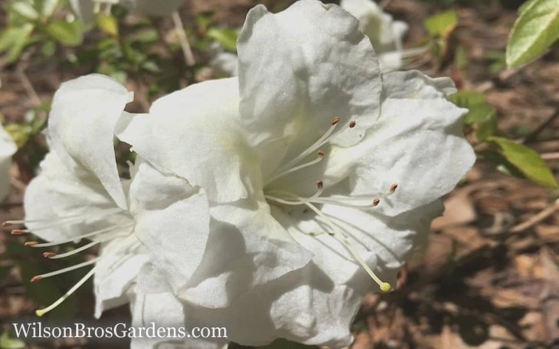 Autumn Moonlight Encore Azalea - 3 Gallon Pot 6 Autumn Moonlight Encore Azalea - 3 Gallon Pot - Image 4