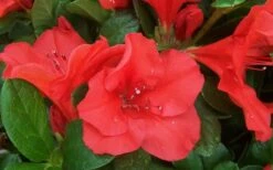 Autumn Sunset Encore Azalea - 6 Pack Of 1 Gallon Pots -Plant Shop Encore Azalea Sunset 1 1