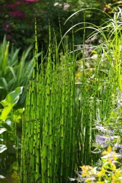 Horsetail Reed Grass - Equisetum Hyemale - 1 Gallon Pot 15 Horsetail Reed Grass - Equisetum Hyemale - 1 Gallon Pot -Plant Shop Equisetum Hymale 11