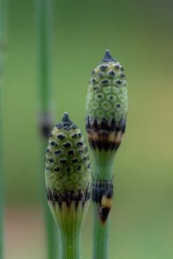 Horsetail Reed Grass - Equisetum Hyemale - 1 Gallon Pot 16 Horsetail Reed Grass - Equisetum Hyemale - 1 Gallon Pot -Plant Shop Equisetum Hymale 12