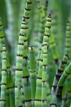 Horsetail Reed Grass - Equisetum Hyemale - 1 Gallon Pot 13 Horsetail Reed Grass - Equisetum Hyemale - 1 Gallon Pot -Plant Shop Equisetum Hymale 15