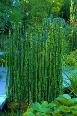 Horsetail Reed Grass - Equisetum Hyemale - 1 Gallon Pot 17 Horsetail Reed Grass - Equisetum Hyemale - 1 Gallon Pot -Plant Shop Equisetum Hymale 16