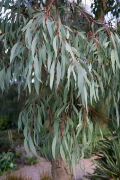 Angus Cold Hardy Eucalyptus Tree (Eucalyptus Nicholii) - 6 Pack Of 1 Gallon Pots -Plant Shop Eucalyptus Angus 15 3