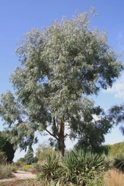 Angus Cold Hardy Eucalyptus Tree (Eucalyptus Nicholii) - 1 Gallon Pot -Plant Shop Eucalyptus Angus 16 2