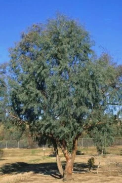 Angus Cold Hardy Eucalyptus Tree (Eucalyptus Nicholii) - 1 Gallon Pot -Plant Shop Eucalyptus Angus 17 2