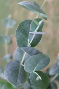 Big O Cold Hardy Eucalyptus Tree (Eucalyptus Neglecta) - 5 Gallon Pot (4-5') -Plant Shop Eucalyptus Big O 3 500x750 1