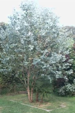 Big O Cold Hardy Eucalyptus Tree (Eucalyptus Neglecta) - 1 Gallon Pot -Plant Shop Eucalyptus Big O 5 500x750 4
