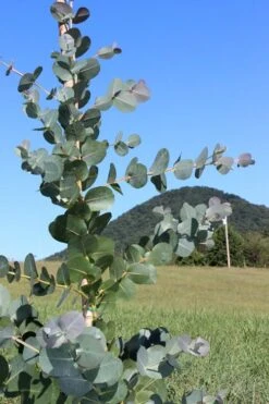 Big O Cold Hardy Eucalyptus Tree (Eucalyptus Neglecta) - 5 Gallon Pot (4-5') -Plant Shop Eucalyptus Big O Cold 2 500x750 1