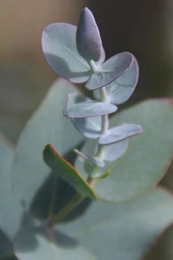 Bluey Cold Hardy Eucalyptus Tree (Eucalyptus Pulverulenta) - Quart Pot -Plant Shop Eucalyptus Bluey 2